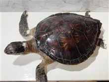 مجسمه