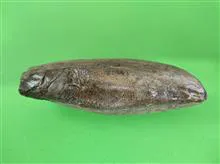 فسیل