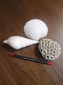 صدف