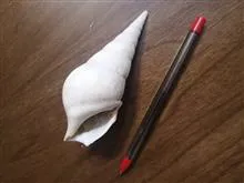 صدف