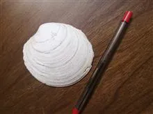 صدف