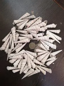 صدف