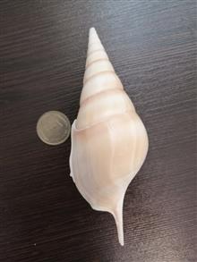 صدف