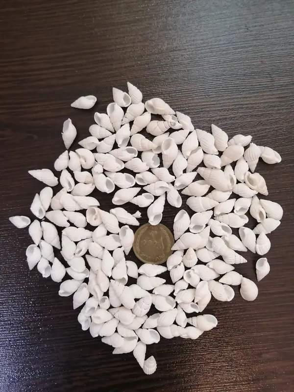 صدف سفید دریایی