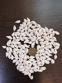 صدف