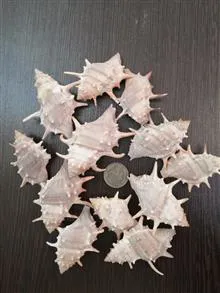 صدف