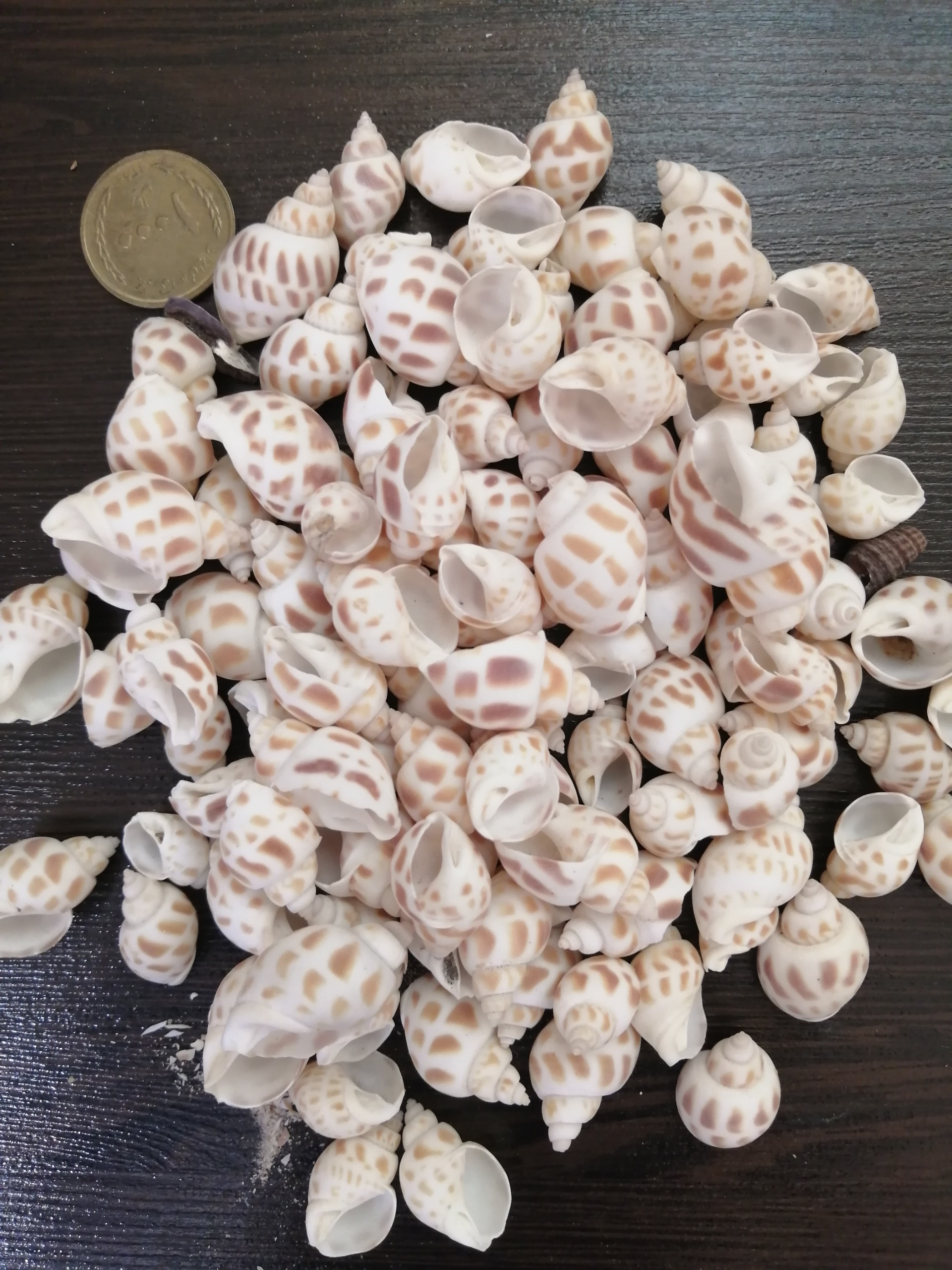 صدف تزئینی زیبا