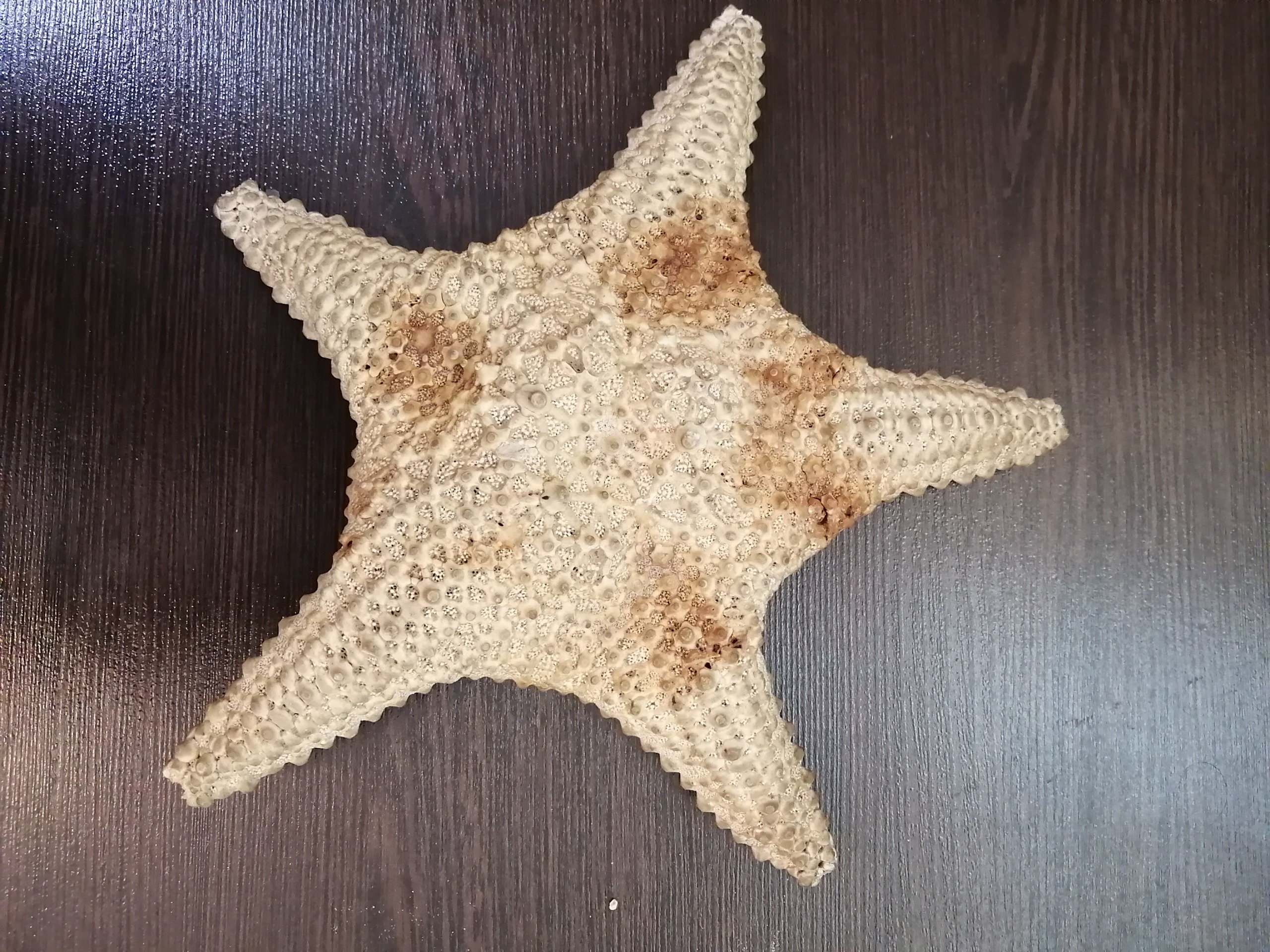 ستاره دریایی زیبا