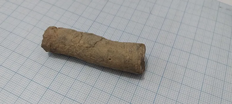 فسیل درخت چندین میلیون ساله طبیعی