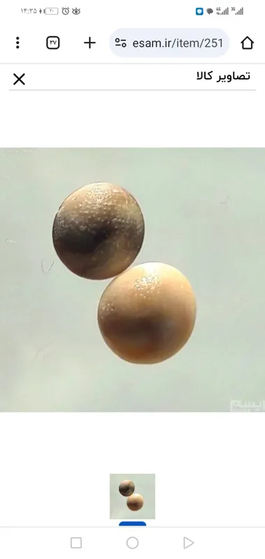 جفت مهره اصلی وتضمینی نان در تنور بسوزان