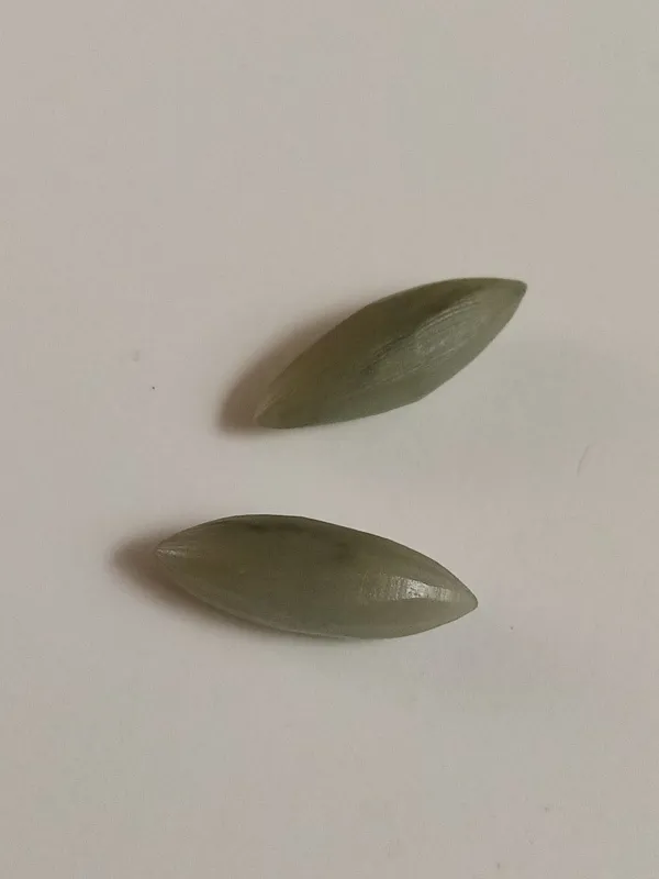 مهره های مار دونه برنجی طبیعی