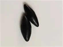 مهره