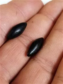 مهره