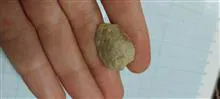 فسیل