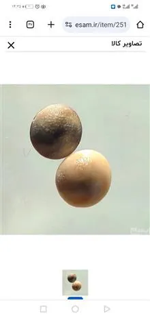 جفت