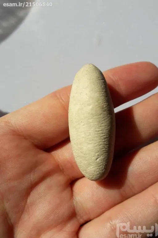 مهره درشت استخوانی اصل معروف به خر مهره