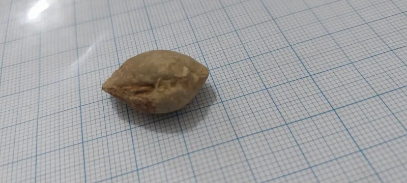 فسیل صدف دو کفه ای طبیعی وسالم