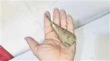 پاشنه