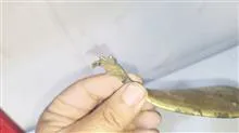 پاشنه
