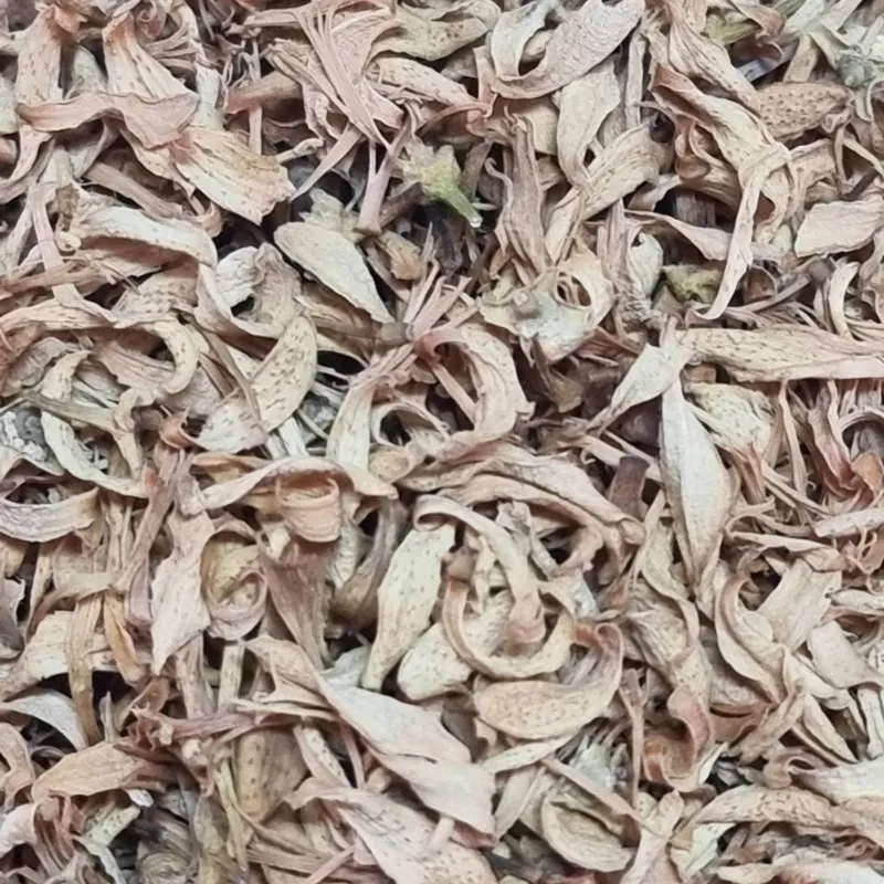 بهار نارنج شیراز
