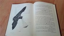 صداهایی