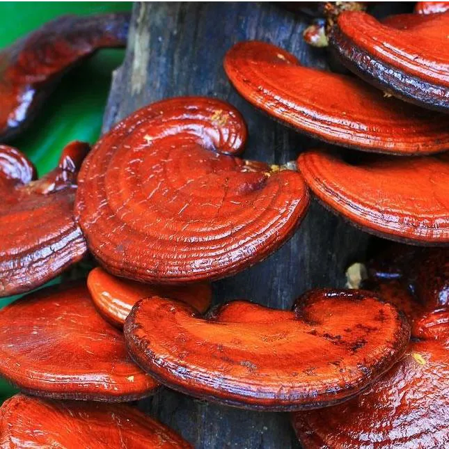 بذر قارچ گانودرما