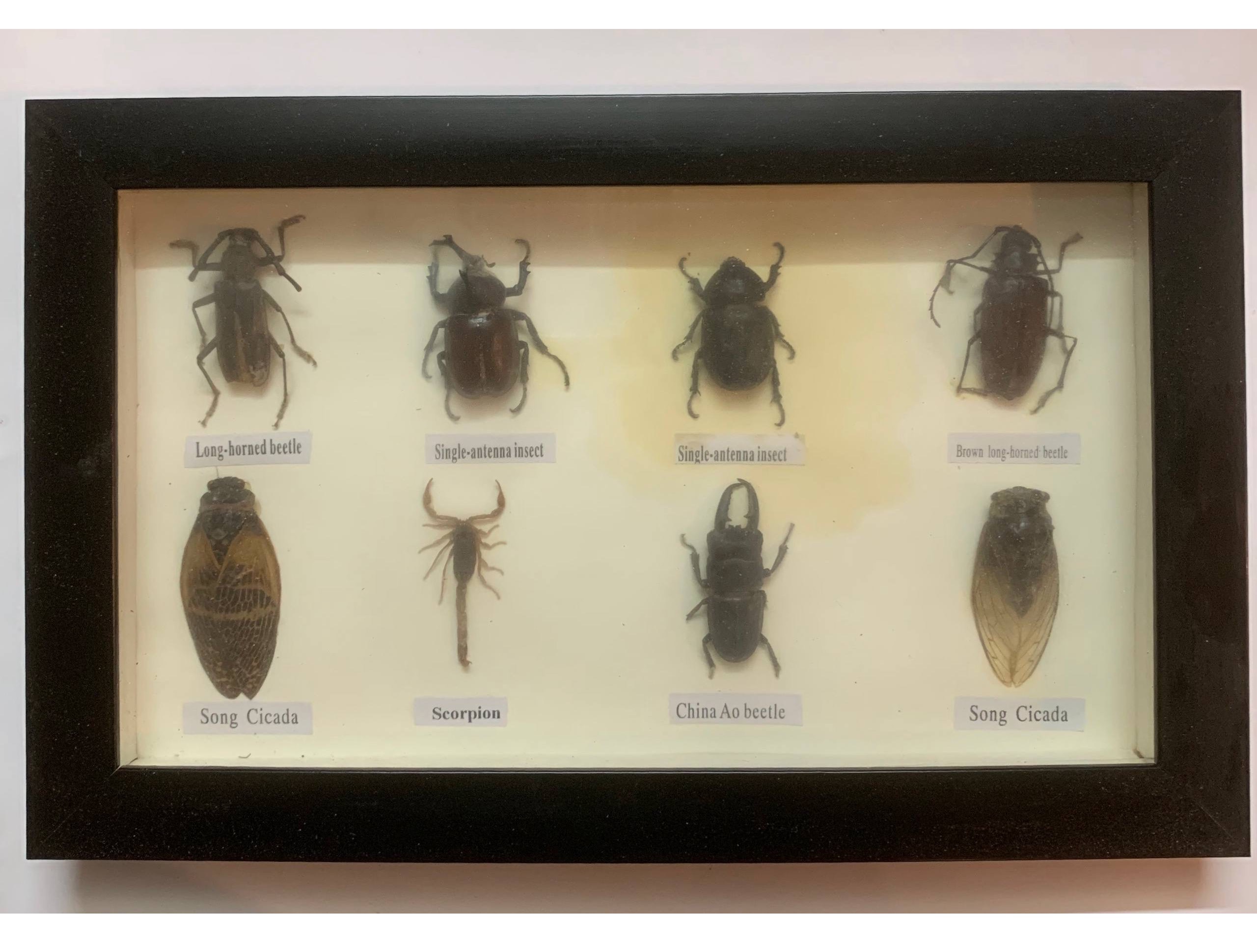 قاب تاکسیدرمی حشرات عظیم الجثه